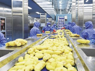 馬鈴薯加工全產業鏈開發，市場潛力巨大